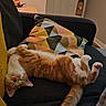 Felix joined the competition — help win amazing prizes! animal, blanket, cat, comfort, couch, cozy, door, fur, furniture, ginger_cat, home, indoor, lamp, living_room, pet, pillow, relaxed, resting, sleeping, tail