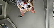Felix is registered to the contest to win money with this photo: artwork, blinds, cat, ceiling, closeup, curiosity, curious, domestic_cat, face, feline, home, indoor, looking_down, orange_cat, pet, pink_nose, upside_down, whiskers, white_cat, window