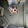 artwork, blinds, cat, ceiling, closeup, curiosity, curious, domestic_cat, face, feline, home, indoor, looking_down, orange_cat, pet, pink_nose, upside_down, whiskers, white_cat, window