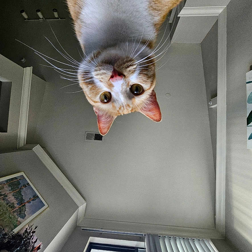 Felix