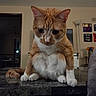 animal, cat, curious, ears, feline, flowers, home_interior, indoor, lamp, looking_down, marble_countertop, orange_cat, paws, pet, sitting, table, tail, wall_art, whiskers, white_fur