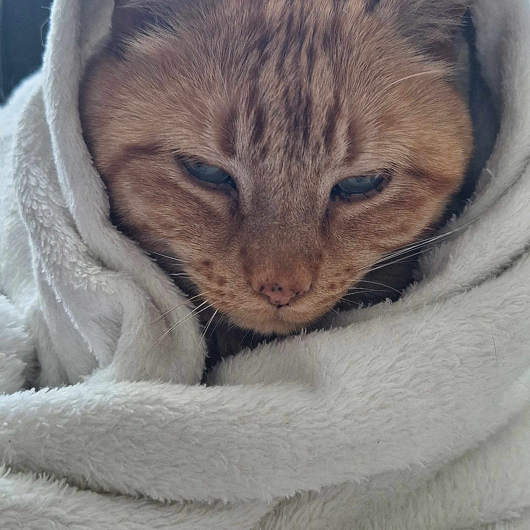 Simba participe au concours pour gagner de l'argent avec cette photo : animal, blanket, cat, closeup, comfort, cozy, cute, domestic, ears, feline, fur, indoor, pet, relaxed, resting, sleepy, soft, warm, whiskers, wrapped