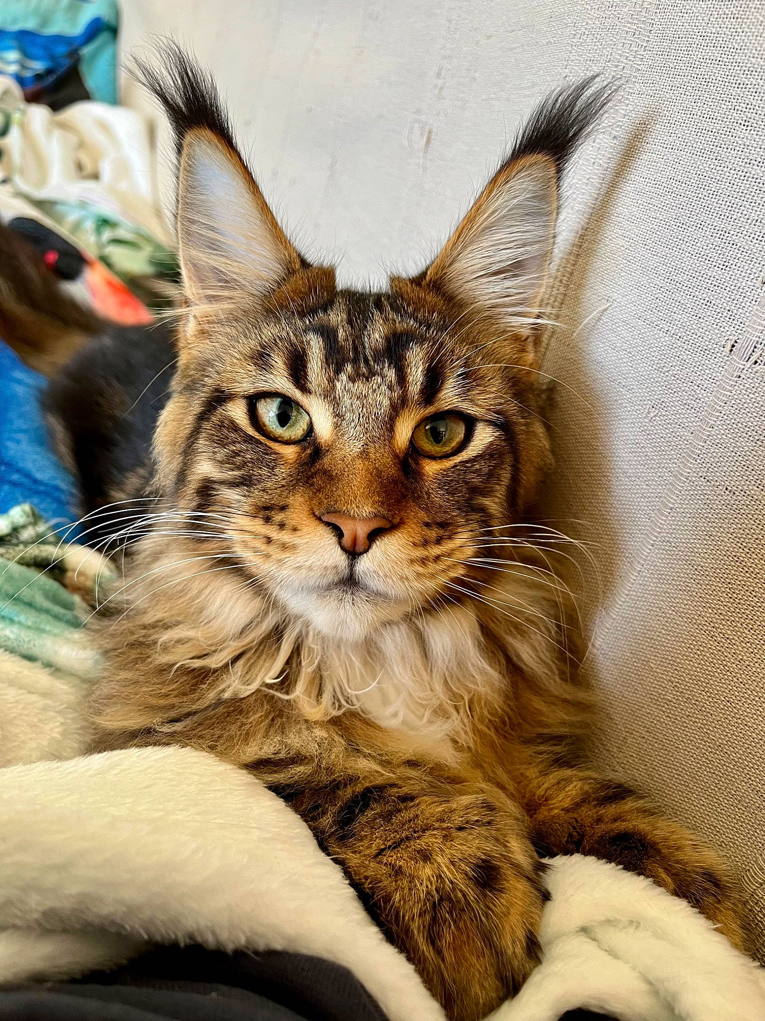 Ukko participe au concours pour gagner de l'argent avec cette photo : carnivore, cat, claw, comfort, domestic_short_haired_cat, event, fawn, felidae, fur, glasses, small_to_medium_sized_cats, snout, terrestrial_animal, tree, whiskers, wildlife