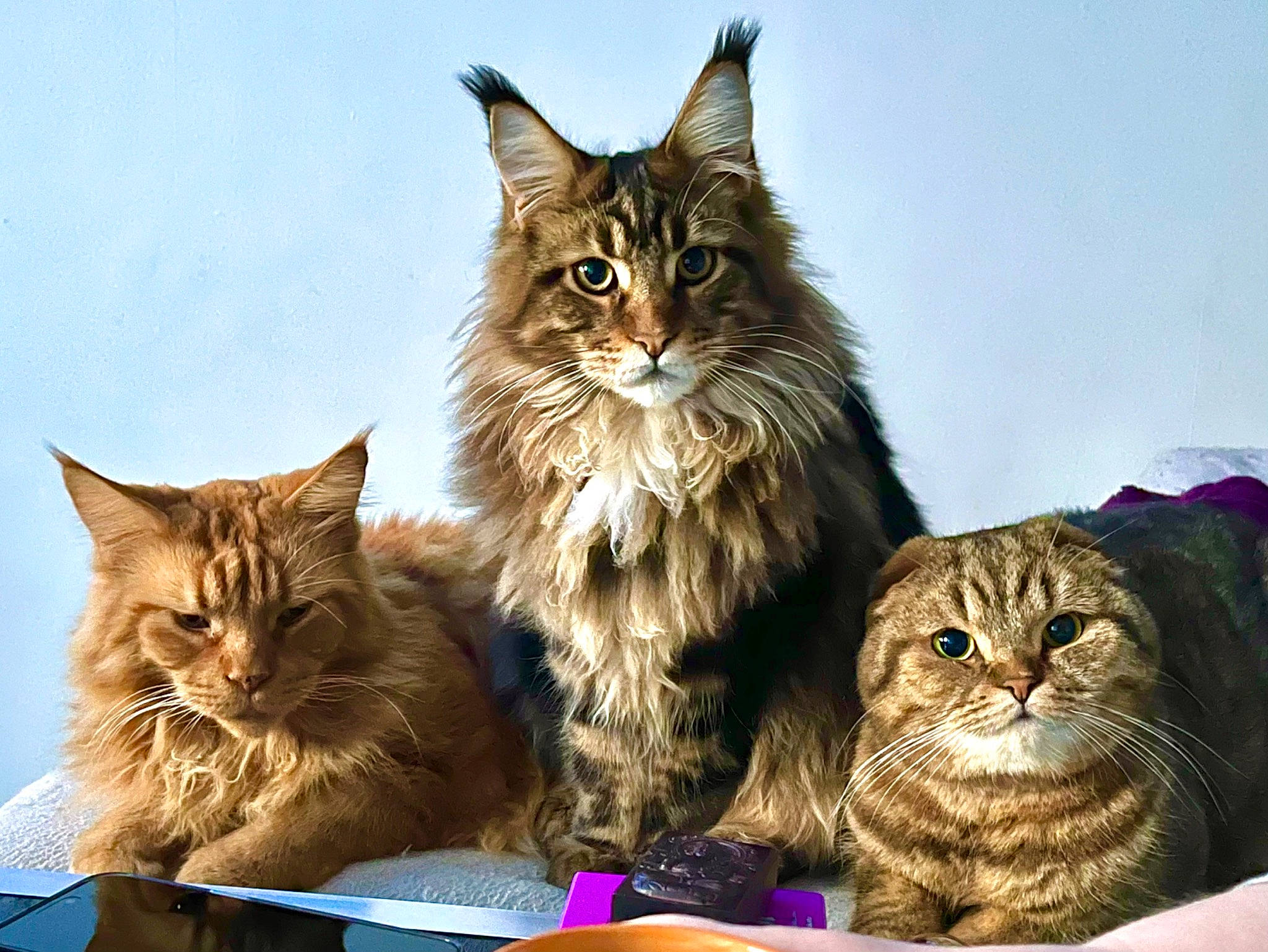 Ukko participe au concours pour gagner de l'argent avec cette photo : carnivore, cat, felidae, fur, maine_coon, sharing, sky, small_to_medium_sized_cats, terrestrial_animal, whiskers