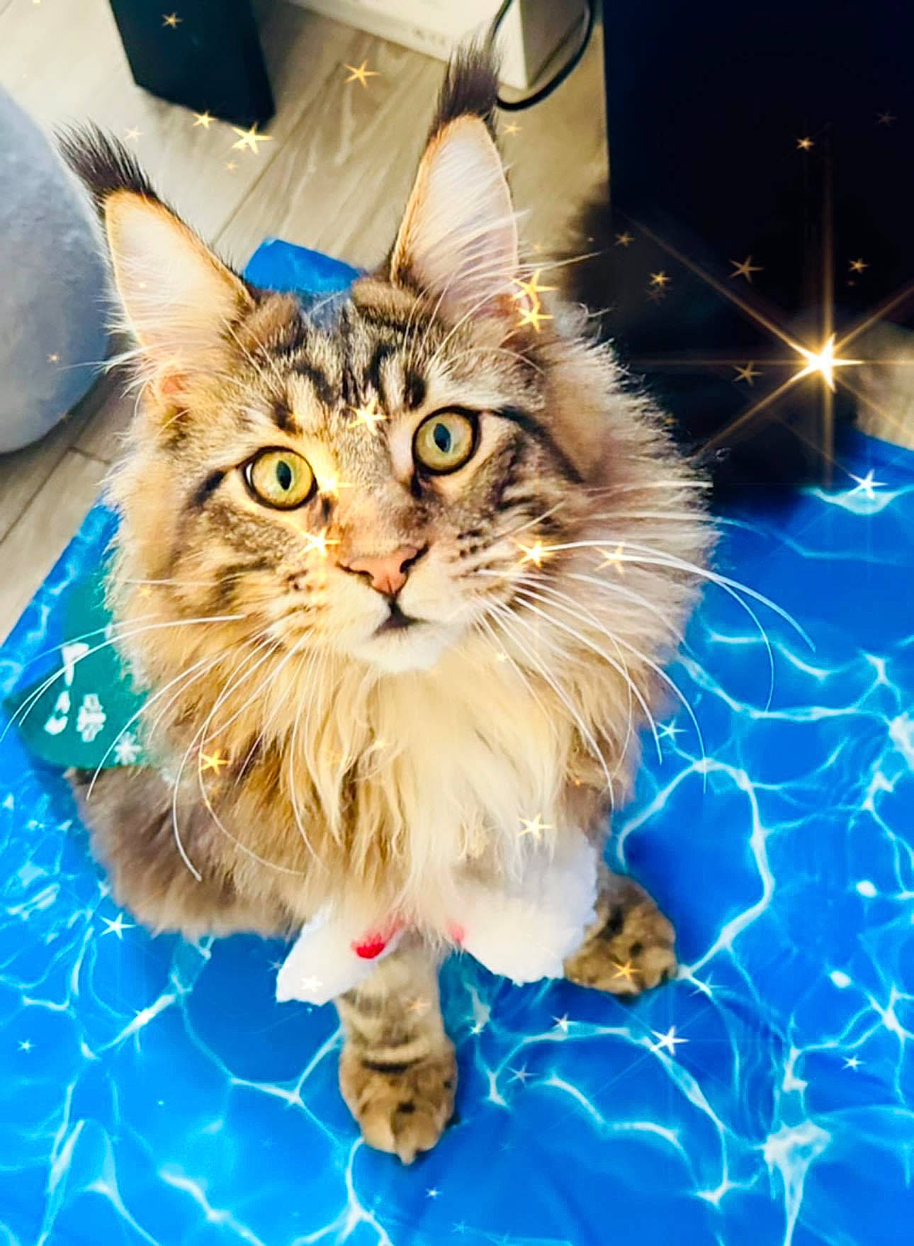 Ukko participe au concours pour gagner de l'argent avec cette photo : art, carnivore, cat, claw, domestic_short_haired_cat, electric_blue, event, felidae, fur, maine_coon, paw, photo_caption, small_to_medium_sized_cats, terrestrial_animal, whiskers