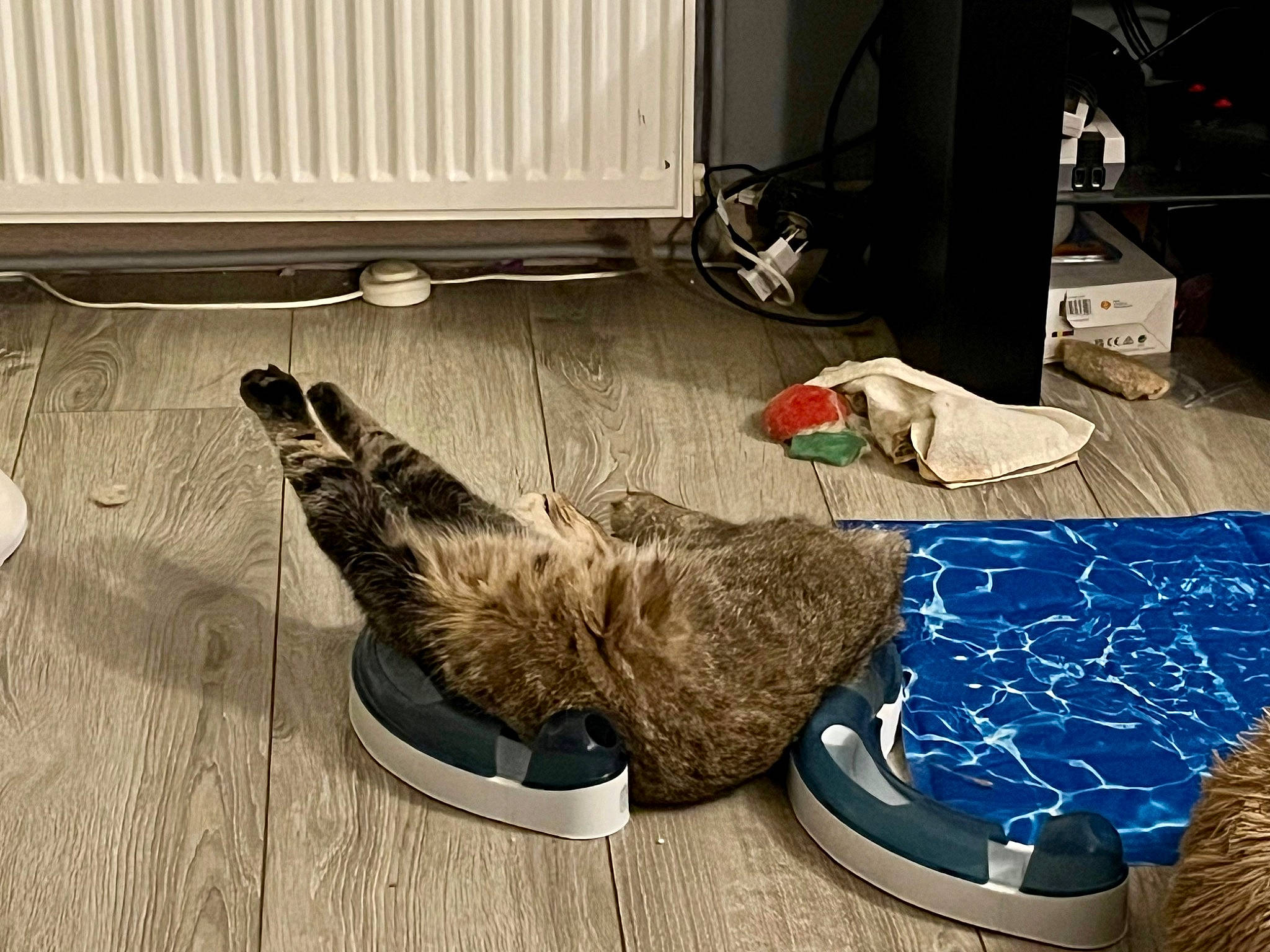 Scapin a rejoint le concours — aidez-le/la à gagner de superbes lots ! carnivore, carpet, comfort, companion_dog, dog, dog_breed, fawn, felidae, floor, flooring, fur, hardwood, mammal, pet_supply, room, small_to_medium_sized_cats, sporting_group, tail, vertebrate, wood