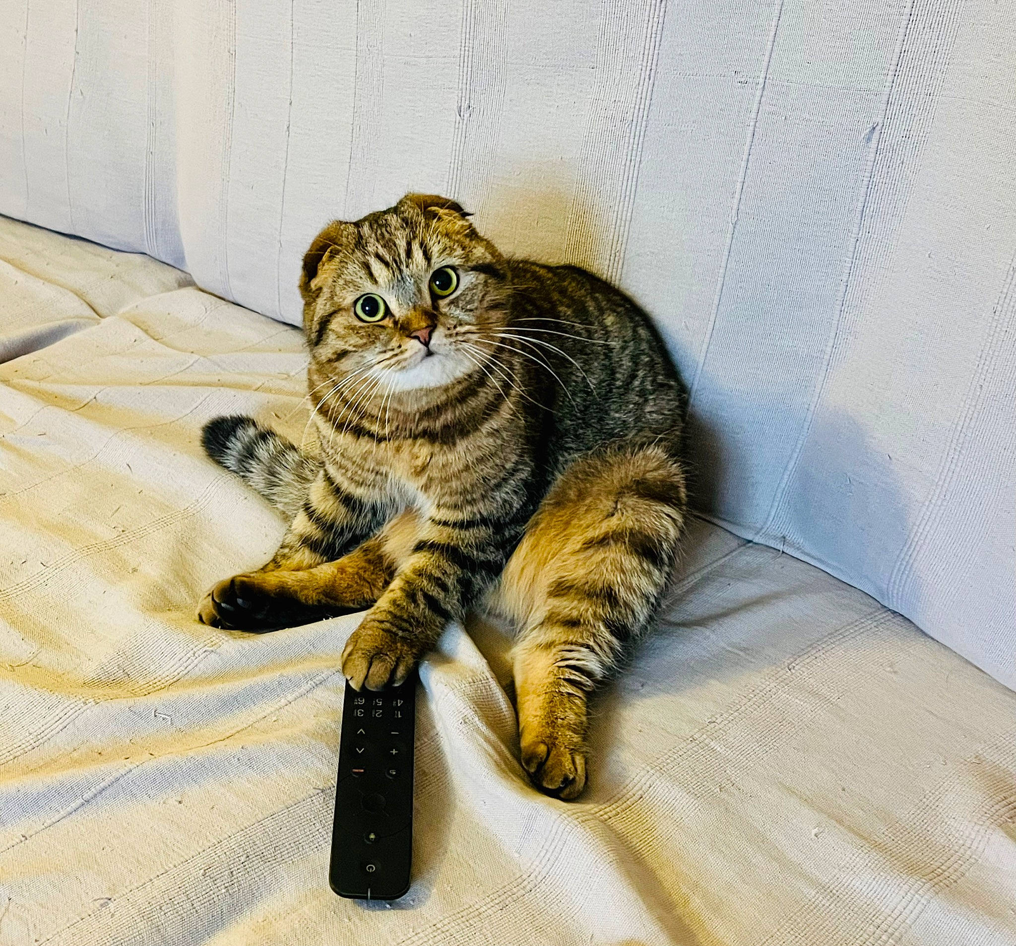 Scapin a rejoint le concours — aidez-le/la à gagner de superbes lots ! carnivore, cat, claw, domestic_short_haired_cat, eye, felidae, foot, fur, hair, head, human_body, leg, paw, small_to_medium_sized_cats, snout, tail, terrestrial_animal, whiskers, wildlife, wood