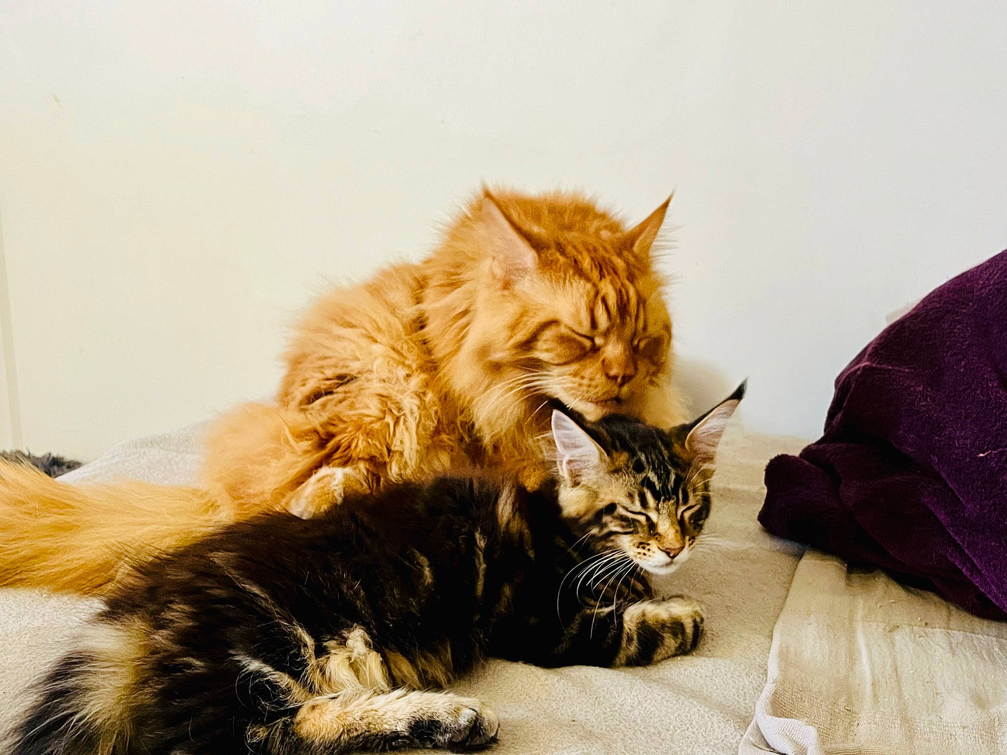 Shere Khan participe au concours pour gagner de l'argent avec cette photo : bed, carnivore, cat, claw, comfort, domestic_short_haired_cat, fawn, felidae, fur, nap, paw, plant, sitting, small_to_medium_sized_cats, snout, tail, terrestrial_animal, tree, whiskers, wildlife