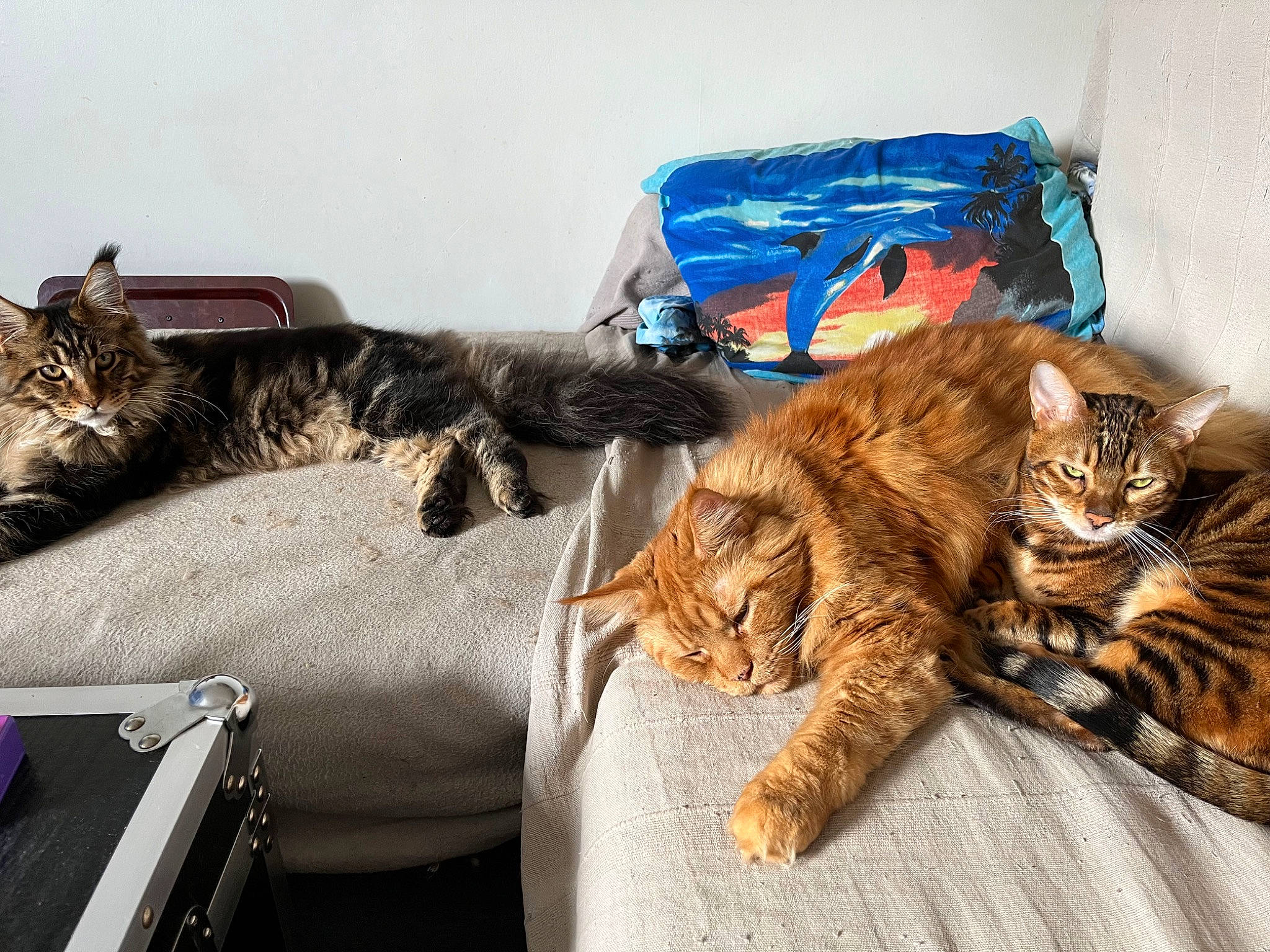 Shere Khan a rejoint le concours — aidez-le/la à gagner de superbes lots ! bag, baggage, bed, brown, carnivore, cat, claw, comfort, domestic_short_haired_cat, felidae, fur, linens, luggage_and_bags, mammal, room, small_to_medium_sized_cats, tail, textile, vertebrate, whiskers