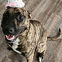 dog, brindle, birthday_hat, party, happy, smiling, pet, canine, floor, indoor, celebration, looking_up, cute, animal, fur, tail, sitting, playful, domestic, friendly