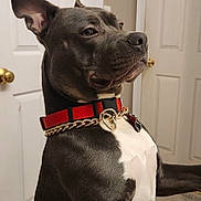 King is registered to the contest to win money with this photo: dog, black_and_white, indoor, collar, chain, pet, animal, canine, portrait, standing, furniture, door, doorknob, white_chest, ears, fur, muzzle, domestic, companion, looking_away