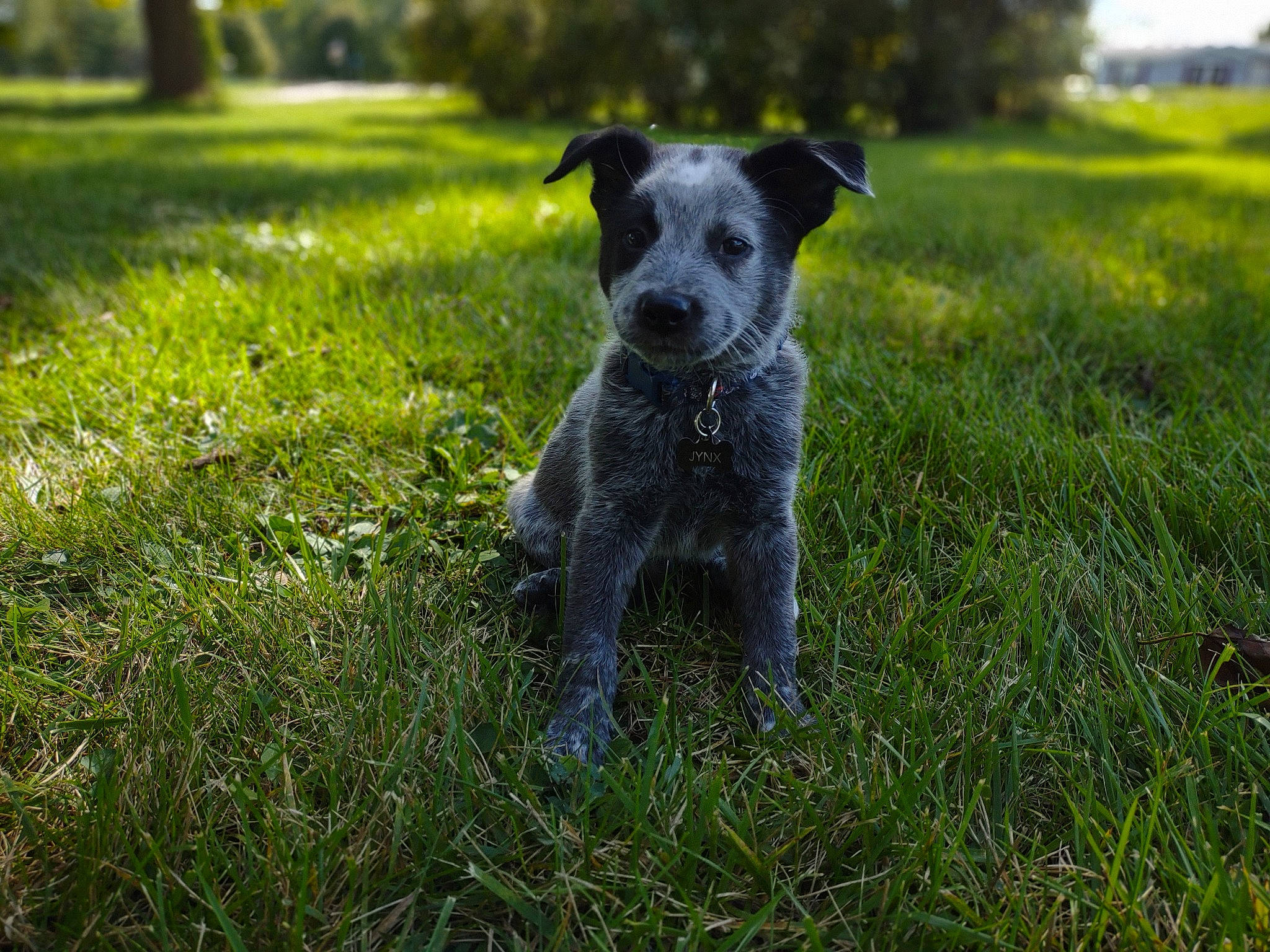 Jynx joined the competition — help win amazing prizes! canidae, carnivore, companion_dog, dog, dog_breed, field, grass, grass_family, grassland, landscape, pasture, plant, snout, sporting_group, tail, terrestrial_animal, terrier, tree, wildlife, working_animal