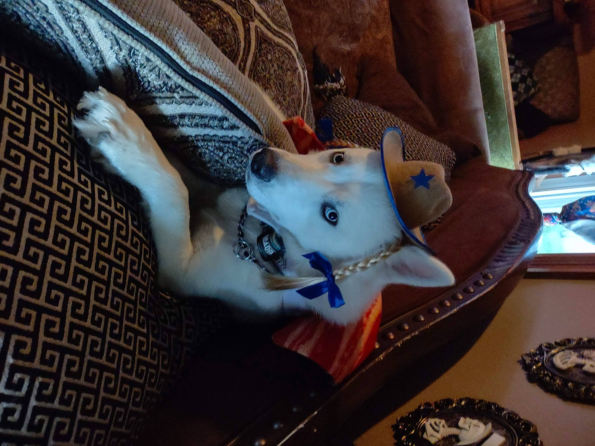 Jasper joined the competition — help win amazing prizes! carmine, carnivore, chest, companion_dog, dog, doll, eyelash, eyewear, fawn, fur, jaw, linens, pattern, plush, room, selfie, snout, stuffed_toy, toy, trunk