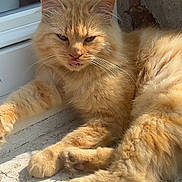 Garfide a rejoint le concours — aidez-le/la à gagner de superbes lots ! animal, cat, close_up, cute, daylight, feline, fluffy_fur, fur_texture, ledge, mammal, orange_cat, outdoor, paws, pet, relaxed, resting, sunlight, tongue_out, whiskers, window