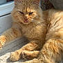 animal, cat, close_up, cute, daylight, feline, fluffy_fur, fur_texture, ledge, mammal, orange_cat, outdoor, paws, pet, relaxed, resting, sunlight, tongue_out, whiskers, window