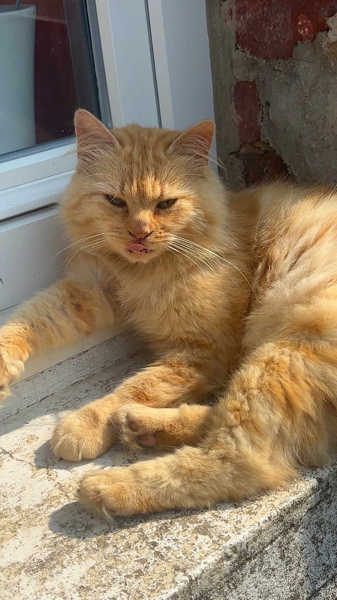 Garfide a rejoint le concours — aidez-le/la à gagner de superbes lots ! animal, cat, close_up, cute, daylight, feline, fluffy_fur, fur_texture, ledge, mammal, orange_cat, outdoor, paws, pet, relaxed, resting, sunlight, tongue_out, whiskers, window