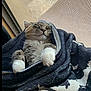 Kali joined the competition — help win amazing prizes! animal, blanket, cat, comfort, cozy, cute, fur, indoor, mesh_screen, napping, paw, pet, relaxed, resting, sleeping, soft, tabby, warm, whiskers, window