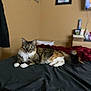 animal, bed, bedroom, calico_cat, cat, cozy, curious, cute, domestic, fur, furniture, household, indoor, looking, mammal, paws, pet, resting, tail, whiskers