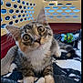 Kali is registered to the contest to win money with this photo: animal, blanket, cat, closeup, cozy, curious, cute, domestic_cat, ears, face, fur, indoor, kitten, paws, pet_carrier, playful, resting, toy, whiskers, young