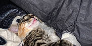 Kali joined the competition — help win amazing prizes! animal, blanket, cat, comfort, cozy, cute, fur, fur_pattern, indoors, kitten, nap, paw, pet, relaxed, resting, sleeping, soft, striped, tabby, tongue_out