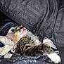 animal, blanket, cat, comfort, cozy, cute, fur, fur_pattern, indoors, kitten, nap, paw, pet, relaxed, resting, sleeping, soft, striped, tabby, tongue_out