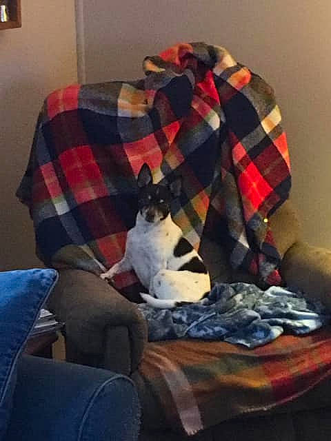 Patches Mookie is registered to the contest to win money with this photo: blanket, canidae, carnivore, cat, comfort, companion_dog, couch, design, furniture, linens, pattern, plaid, quilt, tartan, textile