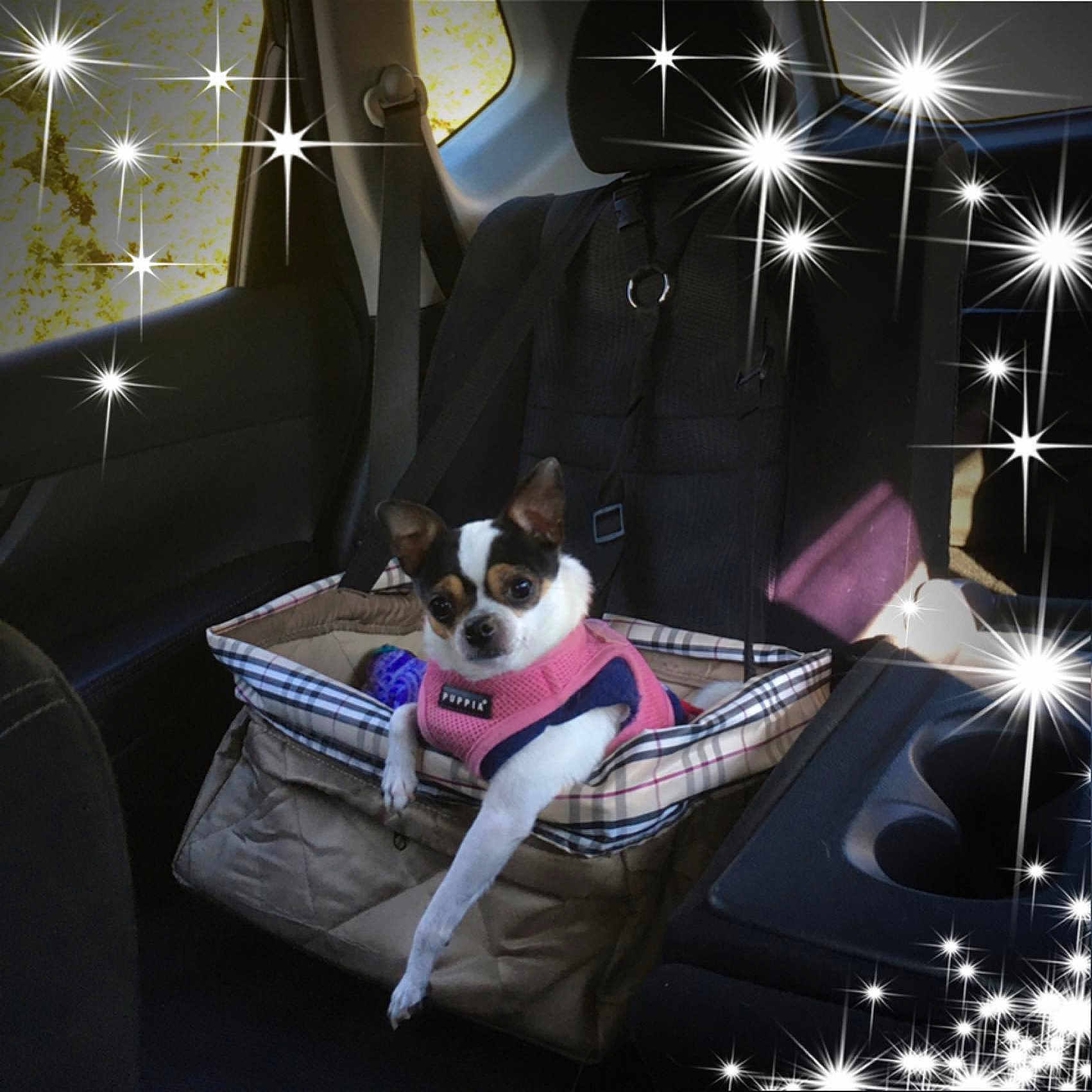 Tiny Bear joined the competition — help win amazing prizes! canidae, carnivore, companion_dog, couch, dog, dog_breed, fawn, furniture, interior_design, jack_russell_terrier, night, pembroke_welsh_corgi, rat_terrier, sky, square