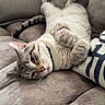Ollie G is registered to the contest to win money with this photo: cat, sofa, couch, pet, feline, relaxed, indoor, cozy, plush, fur, paw, animal, striped, resting, cute, home, comfort, lazy, tabby, whiskers