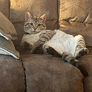 Ollie G is registered to the contest to win money with this photo: cat, feline, pet, lounging, couch, sofa, brown, relaxed, indoor, fur, whiskers, ears, tail, paws, texture, comfortable, home, curious, light, animal