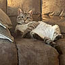 cat, feline, pet, lounging, couch, sofa, brown, relaxed, indoor, fur, whiskers, ears, tail, paws, texture, comfortable, home, curious, light, animal