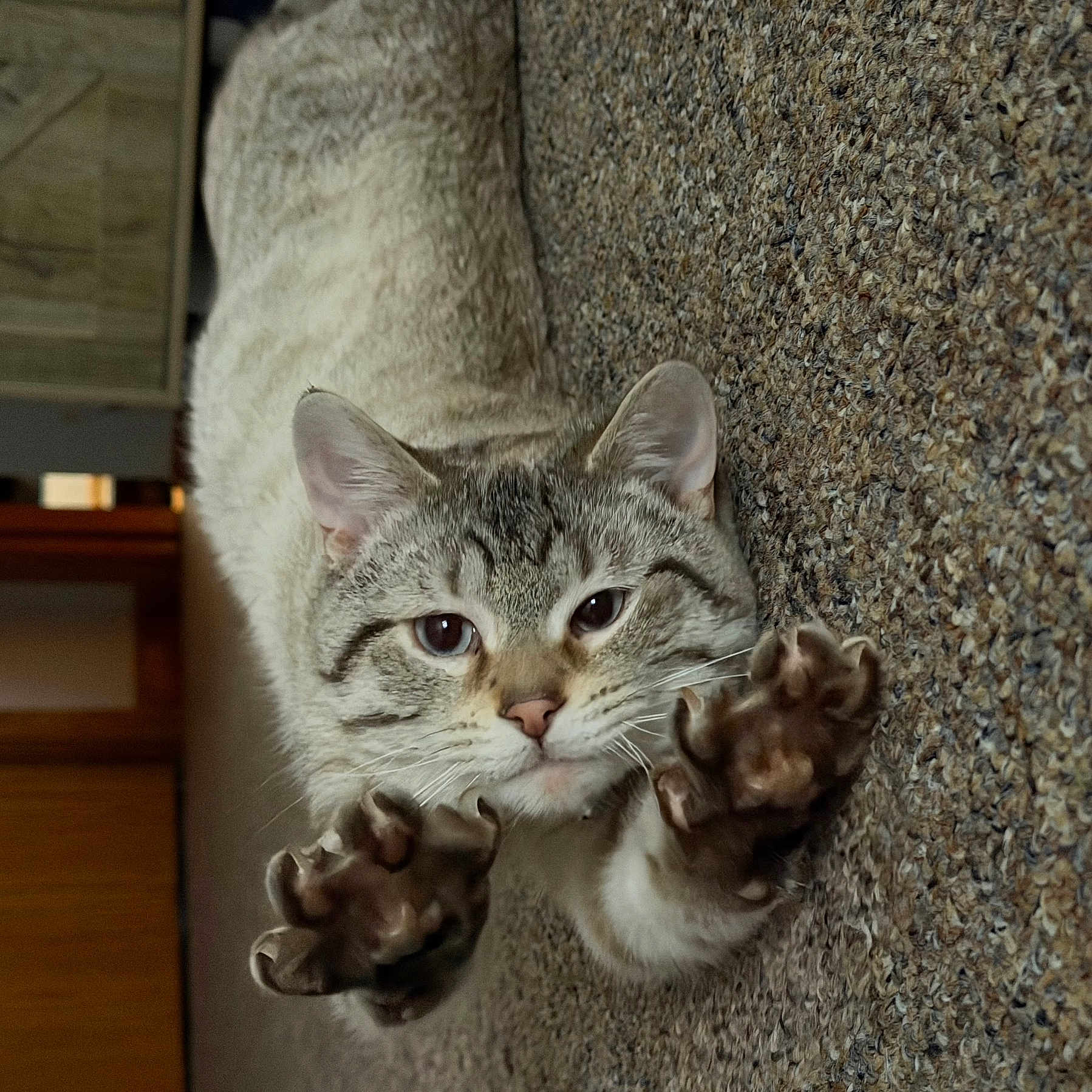 Ollie G is registered to the contest to win money with this photo: cat, stretching, paws, carpet, indoor, fur, tabby, whiskers, ears, face, pet, animal, closeup, claws, feline, cute, alert, home, playful, mammal