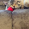 Ollie G is registered to the contest to win money with this photo: cat, tabby, sleeping, couch, blanket, red_ball, fur, pet, cozy, indoor, resting, nap, whiskers, closeup, relaxation, soft, furniture, comfort, animal, domestic