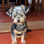 Pepette participe au concours pour gagner de l'argent avec cette photo : dog, puppy, pet, fur, collar, indoor, floor, tile_floor, wooden_chair, wooden_table, small_dog, brown, black, cute, animal, sitting, domestic, companion, alert, bell