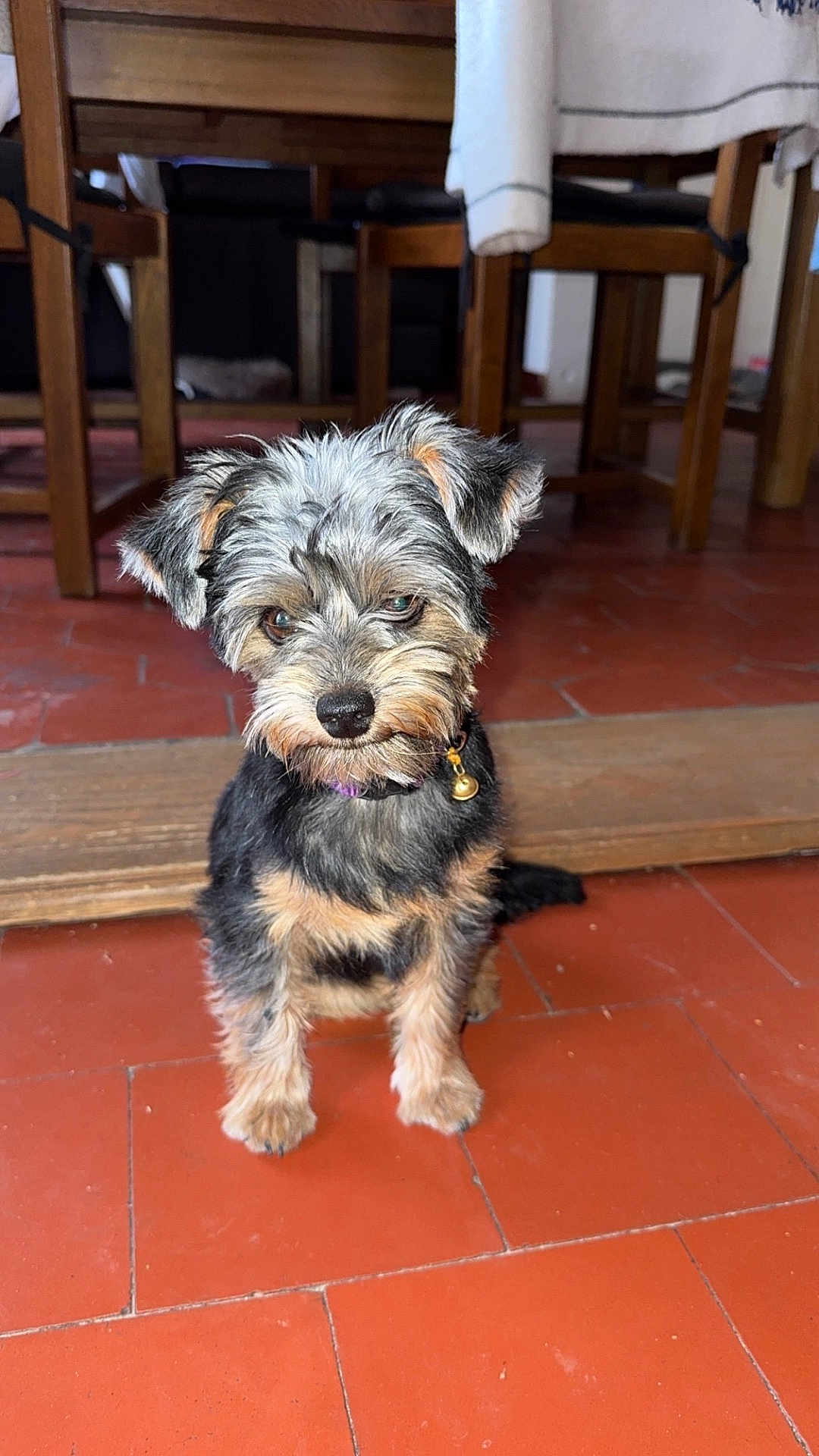 Pepette participe au concours pour gagner de l'argent avec cette photo : dog, puppy, pet, fur, collar, indoor, floor, tile_floor, wooden_chair, wooden_table, small_dog, brown, black, cute, animal, sitting, domestic, companion, alert, bell