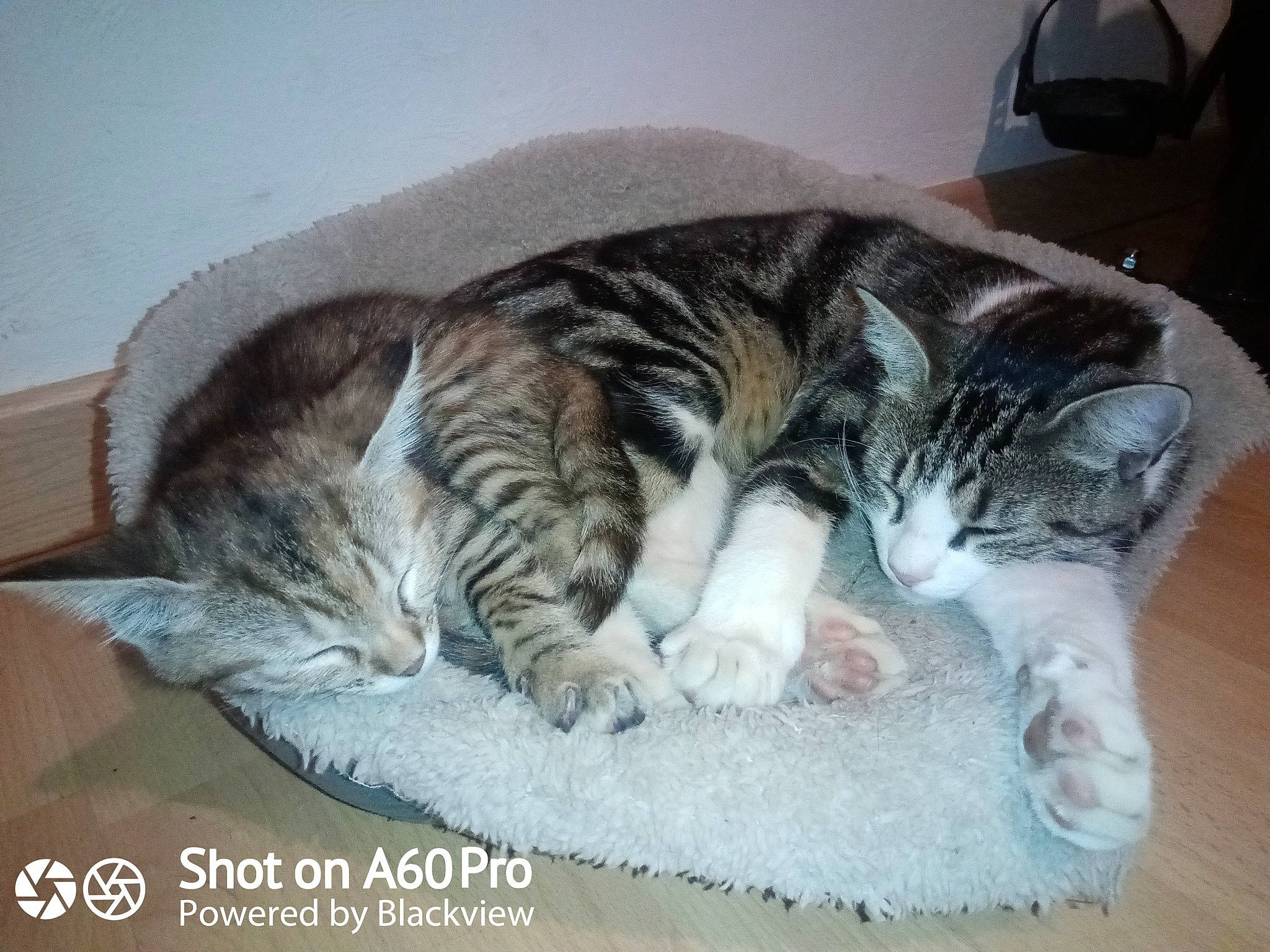 Hermione Et Poupouille