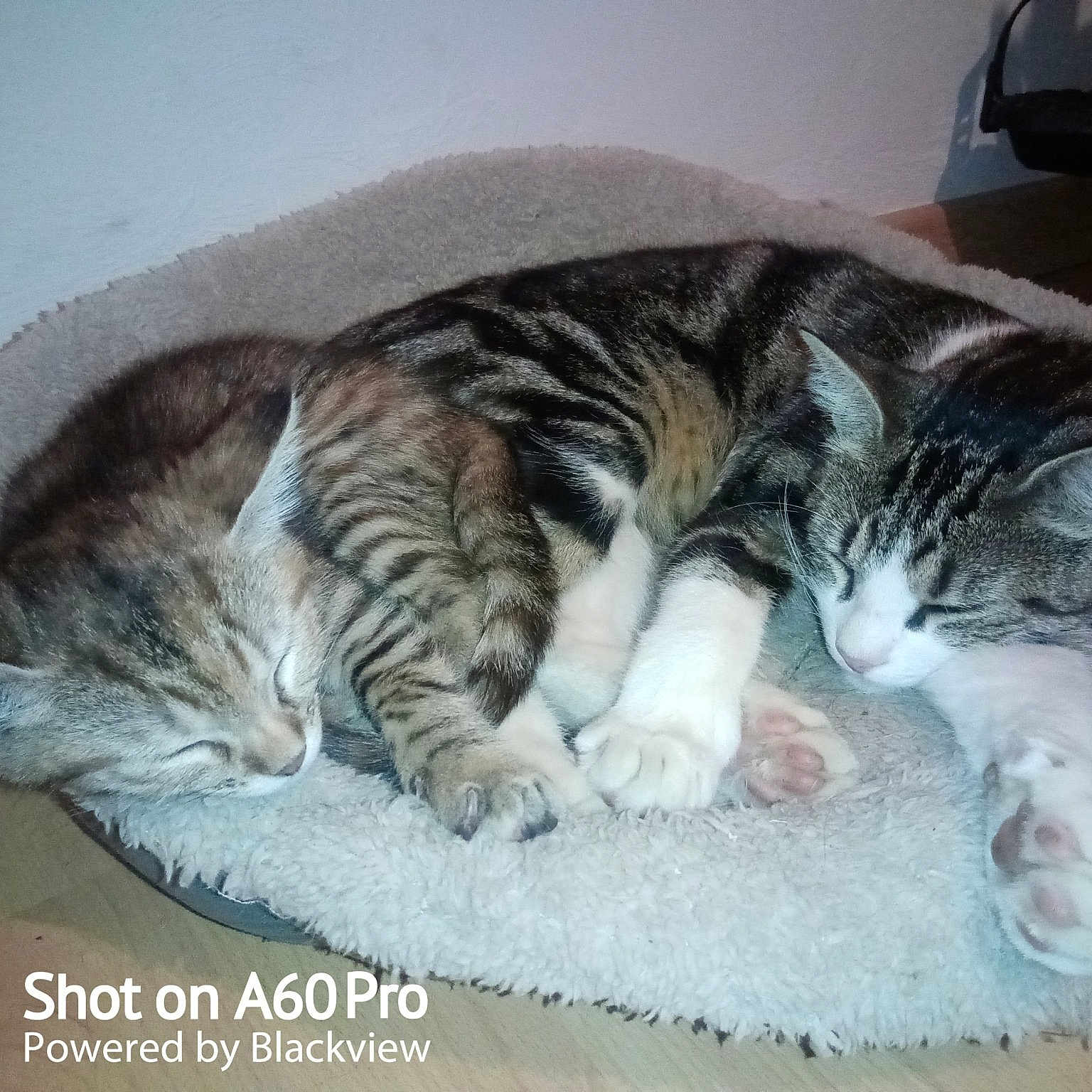 Hermione Et Poupouille
