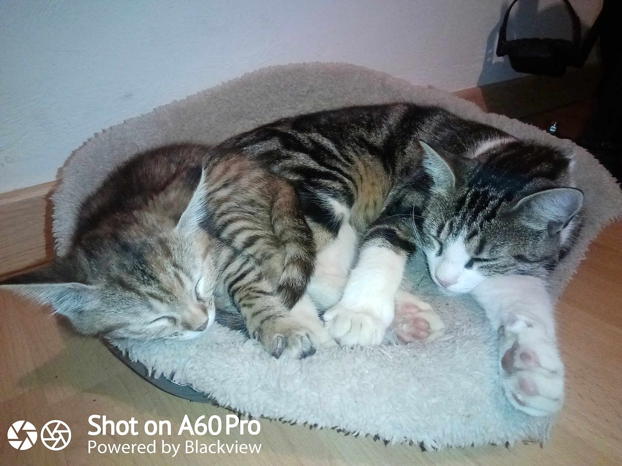 Hermione Et Poupouille