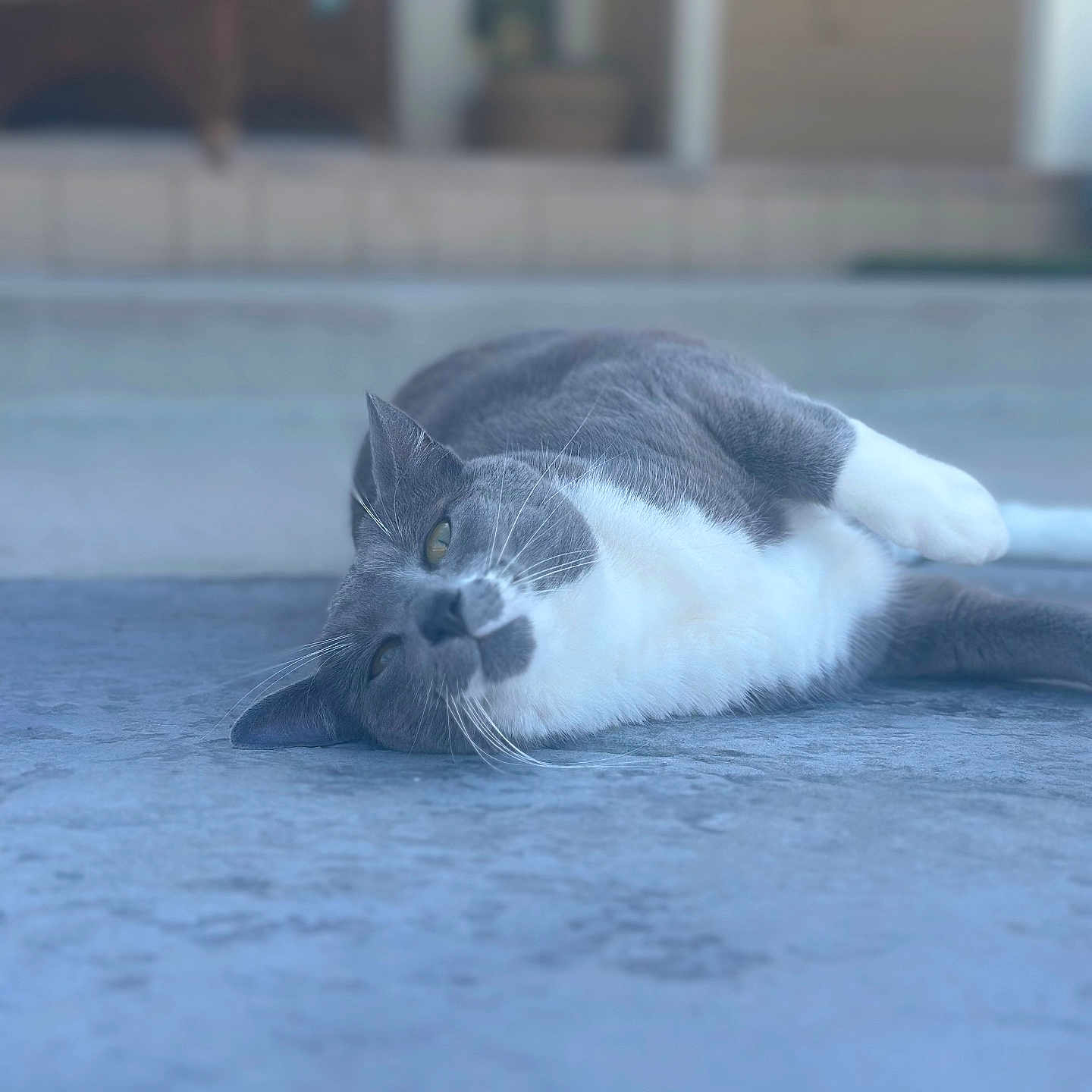 Luna joined the competition — help win amazing prizes! animal, blurred_background, calm, cat, close_up, concrete_floor, domestic_cat, door, fur, gray_cat, lazy, lying_down, outdoor, pet, relaxed, resting, side_view, whiskers, white_cat, wicker_chair