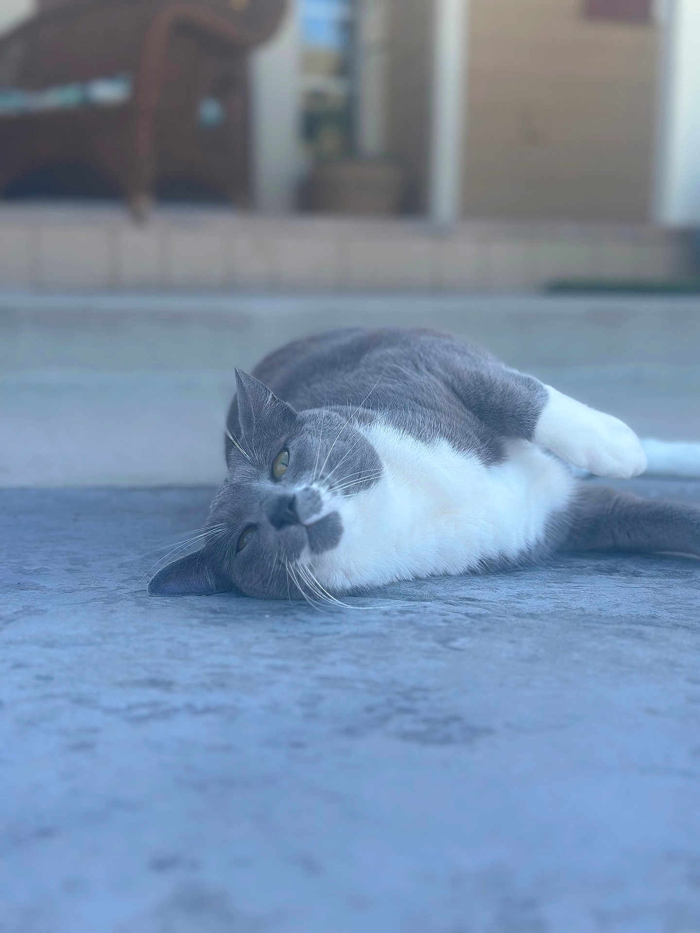 Luna joined the competition — help win amazing prizes! cat, gray_cat, white_cat, lying_down, relaxed, outdoor, concrete_floor, blurred_background, wicker_chair, door, pet, whiskers, fur, animal, domestic_cat, resting, lazy, close_up, side_view, calm