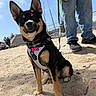 animal, canine, daytime, dog, fence, harness, jeans, leash, outdoor, park, person, pet, playing, puppy, sand, sky, smiling, sneakers, sunny, tongue_out