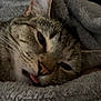 cat, tabby, close_up, sleepy, tongue_out, blanket, cozy, fur, whiskers, pet, domestic_cat, relaxed, cute, animal, face, resting, soft_texture, indoors, feline, nap