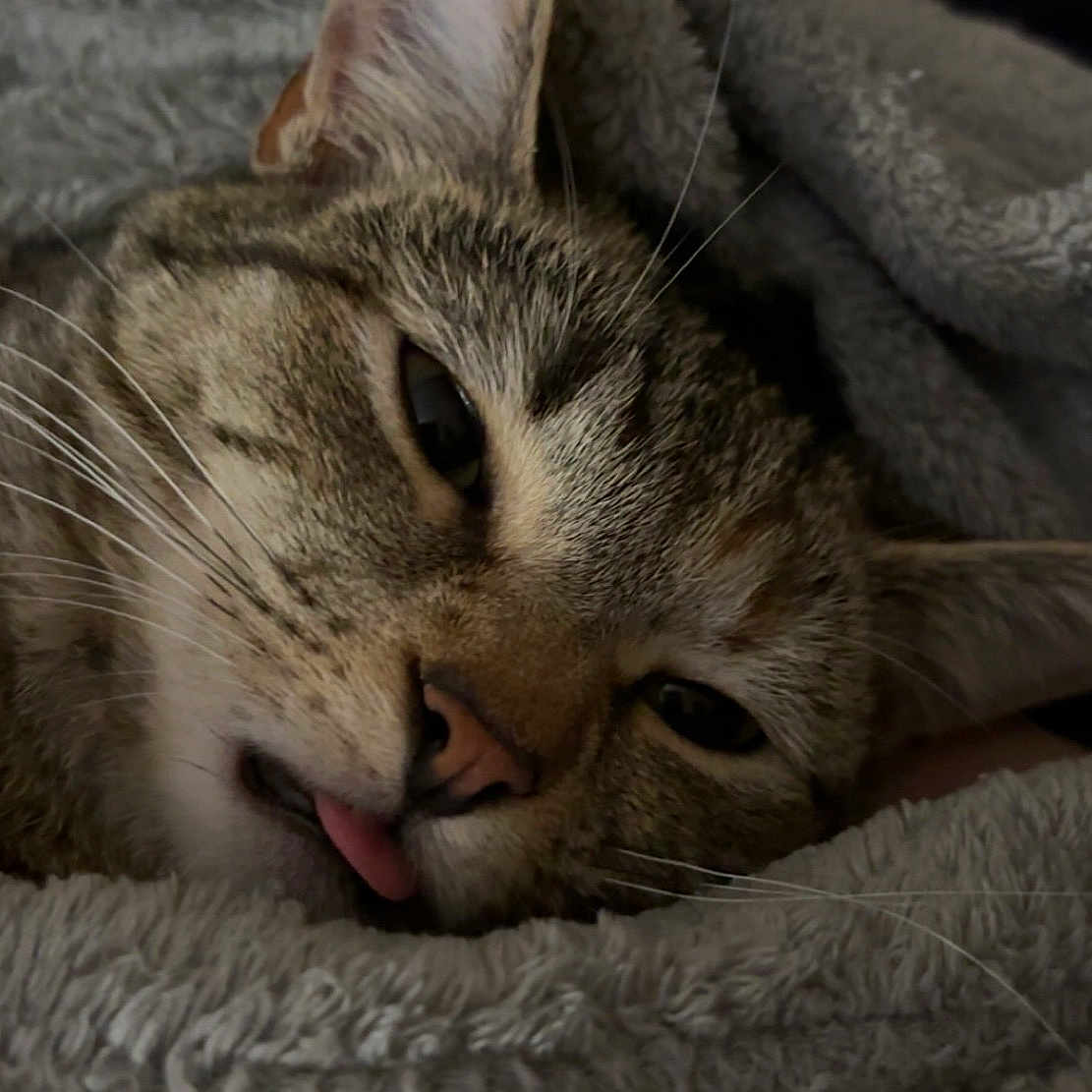 Peaches joined the competition — help win amazing prizes! animal, blanket, cat, close_up, cozy, cute, domestic_cat, face, feline, fur, indoors, nap, pet, relaxed, resting, sleepy, soft_texture, tabby, tongue_out, whiskers