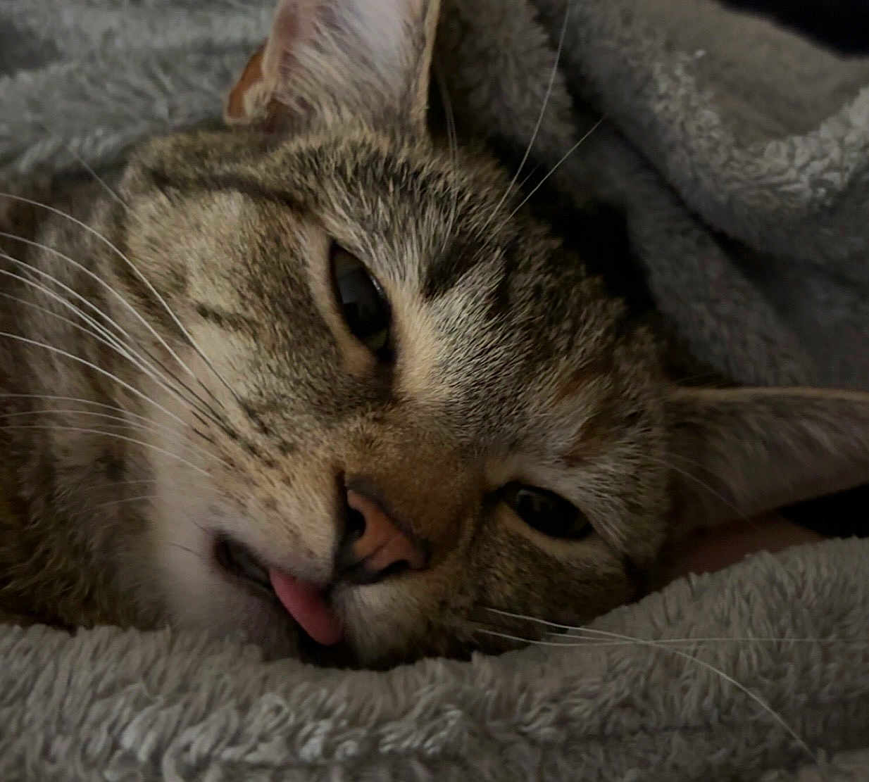 Peaches joined the competition — help win amazing prizes! cat, tabby, close_up, sleepy, tongue_out, blanket, cozy, fur, whiskers, pet, domestic_cat, relaxed, cute, animal, face, resting, soft_texture, indoors, feline, nap
