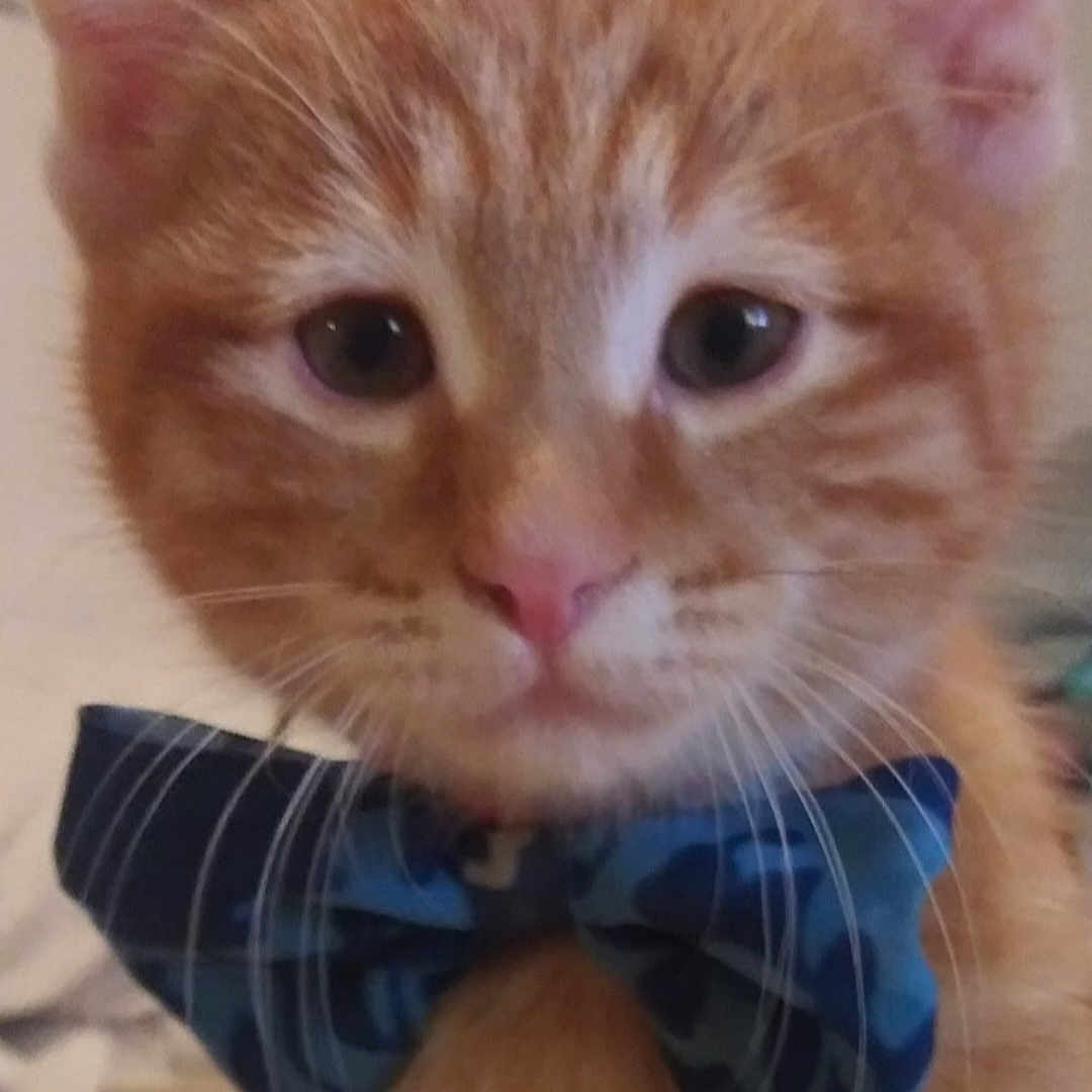 Dumplin is registered to the contest to win money with this photo: abyssinian, accessories, animal, bowtie, cat, citrusfruit, couch, food, formalwear, fruit, furniture, glasses, kitten, manx, necktie, orange, pet, plant, produce, tie
