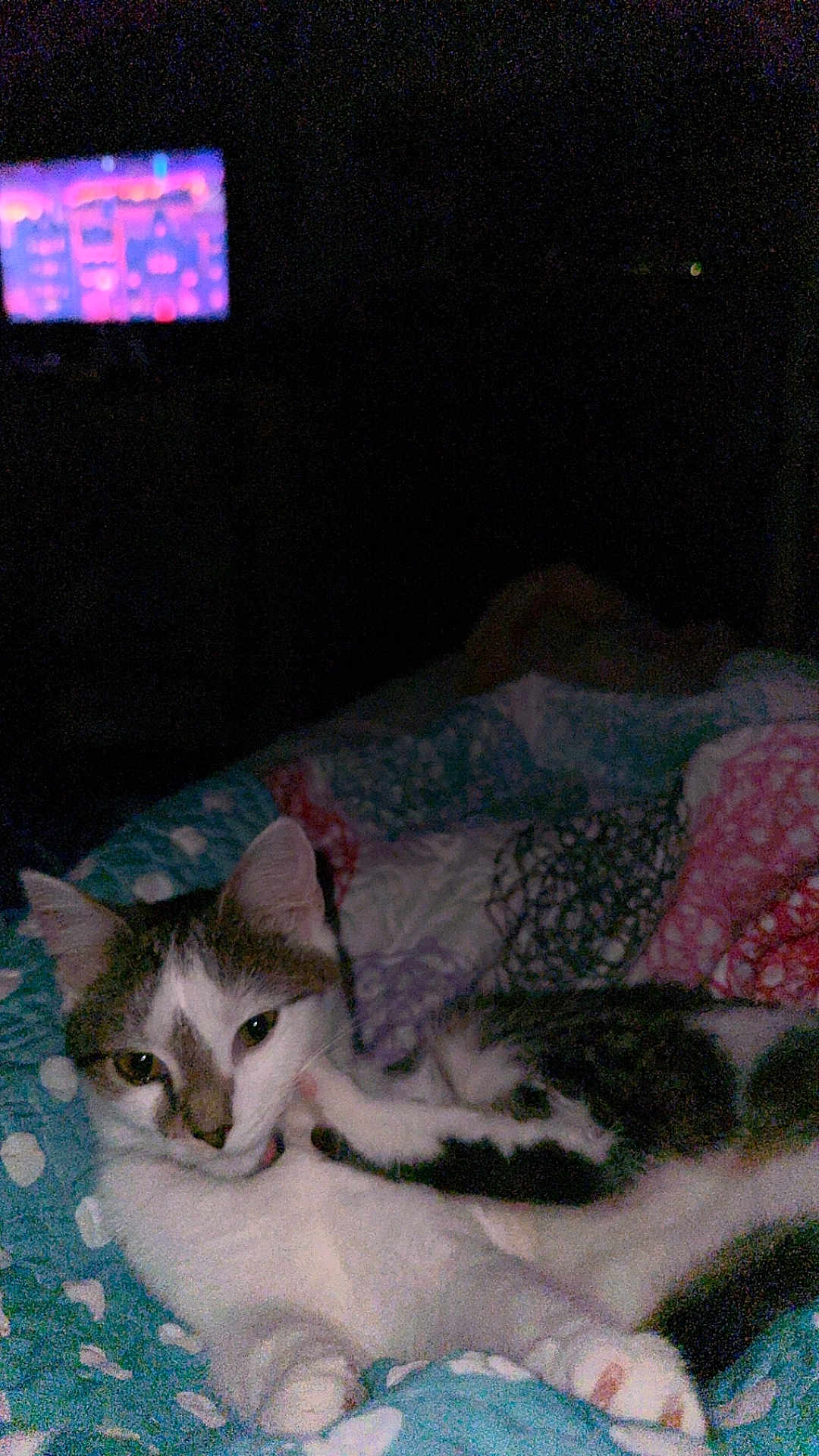 Oreo