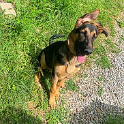 Max joined the competition — help win amazing prizes! dog, puppy, german_shepherd, outdoor, grass, gravel, sunlight, pet, animal, canine, nature, greenery, young_dog, tongue_out, ear_flop, sitting, daylight, friendly, cute, happy