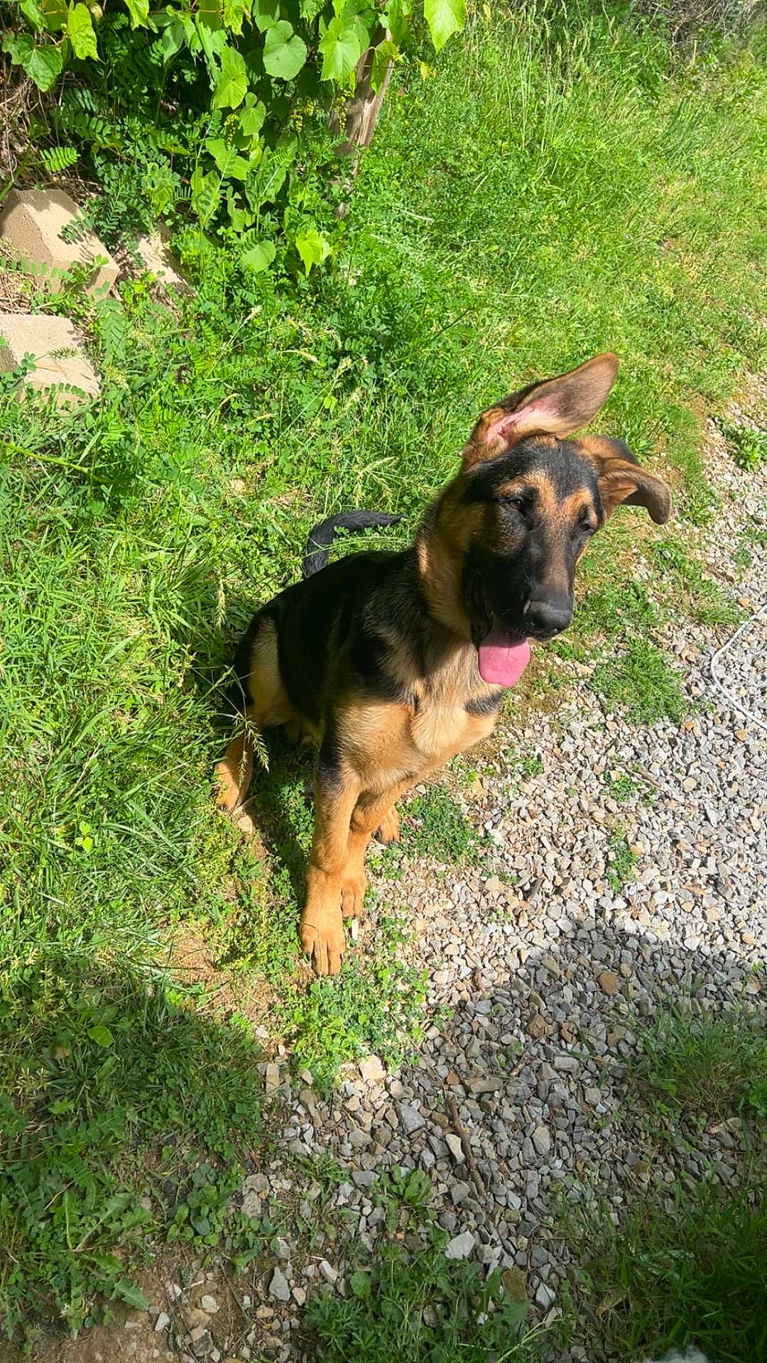 Max