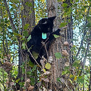 Boots joined the competition — help win amazing prizes! cat, black_cat, tree, leaves, green_leaves, brown_leaves, collar, outdoor, nature, animal, climbing, branch, trunk, wildlife, pet, fur, whiskers, paw, daylight, forest
