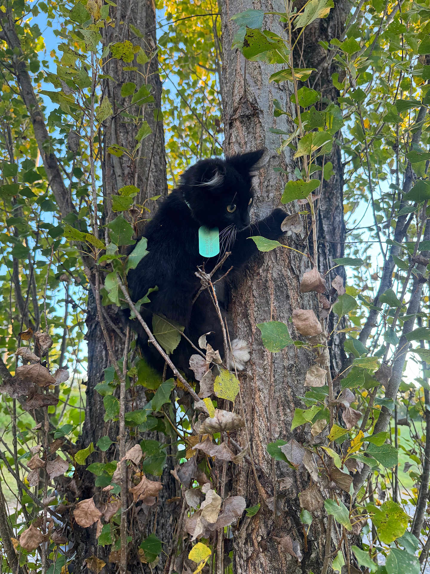 Boots joined the competition — help win amazing prizes! cat, black_cat, tree, leaves, green_leaves, brown_leaves, collar, outdoor, nature, animal, climbing, branch, trunk, wildlife, pet, fur, whiskers, paw, daylight, forest