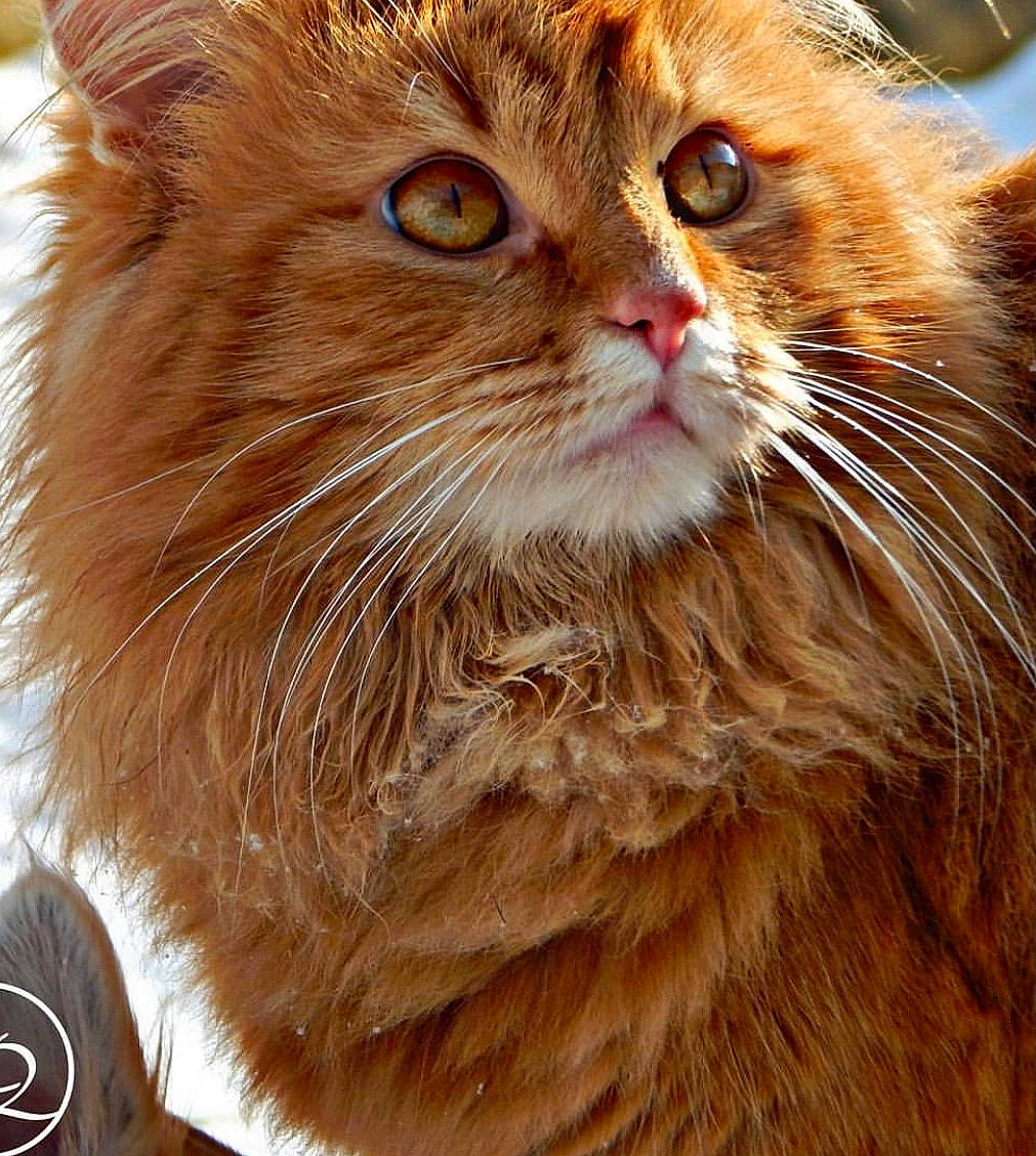 Garfield participe au concours pour gagner de l'argent avec cette photo : british_longhair, carnivore, cat, domestic_short_haired_cat, eye, fawn, felidae, fur, laperm, maine_coon, small_to_medium_sized_cats, snout, terrestrial_animal, whiskers